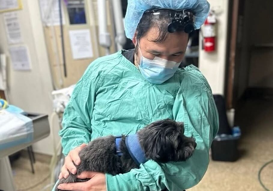 Doctor Holding Dog Surgery