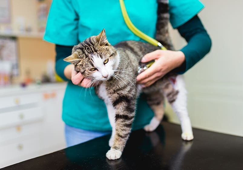 Vet Examining Cat On Table